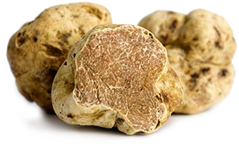 tartufo-bianco-montefeltro-tartufi
